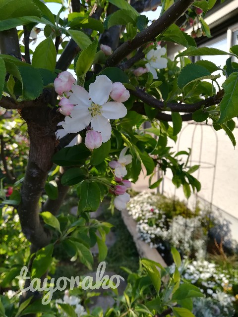 f:id:tayorako:20190414125024j:image f:id:tayorako:20190414125024j:image