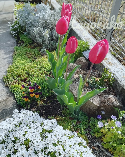 f:id:tayorako:20190417172312j:image f:id:tayorako:20190417172312j:image