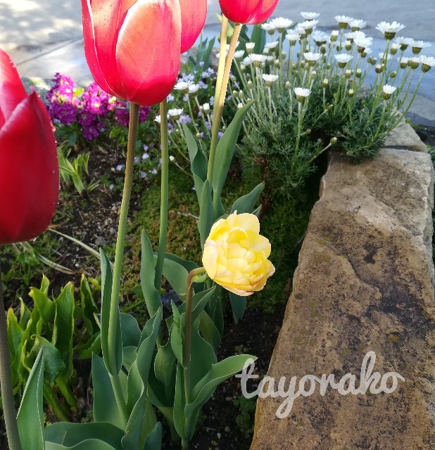 f:id:tayorako:20190421230758j:image f:id:tayorako:20190421230758j:image