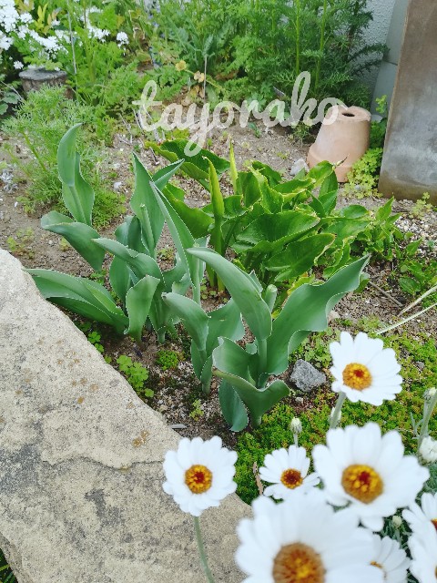 f:id:tayorako:20190424150459j:image f:id:tayorako:20190424150459j:image