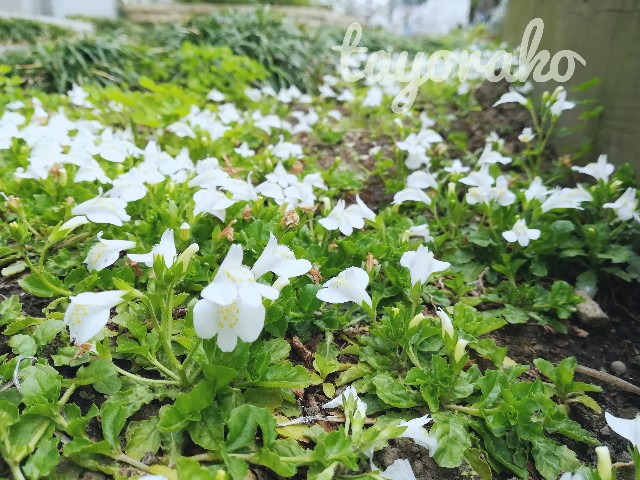 f:id:tayorako:20190525114255j:image f:id:tayorako:20190525114255j:image
