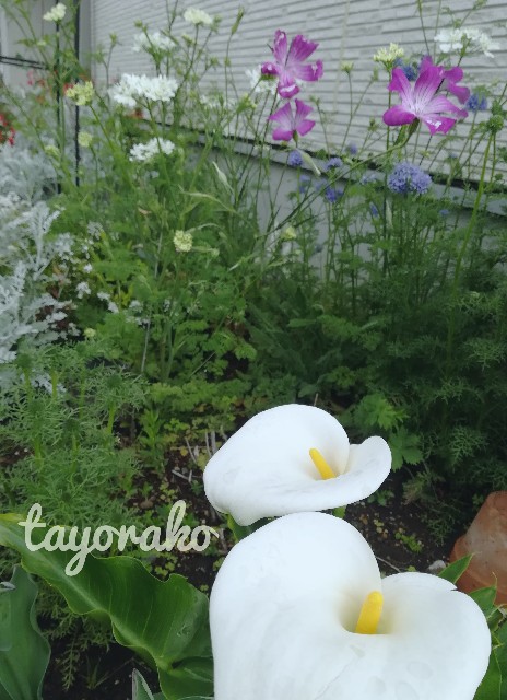 f:id:tayorako:20190525114311j:image f:id:tayorako:20190525114311j:image