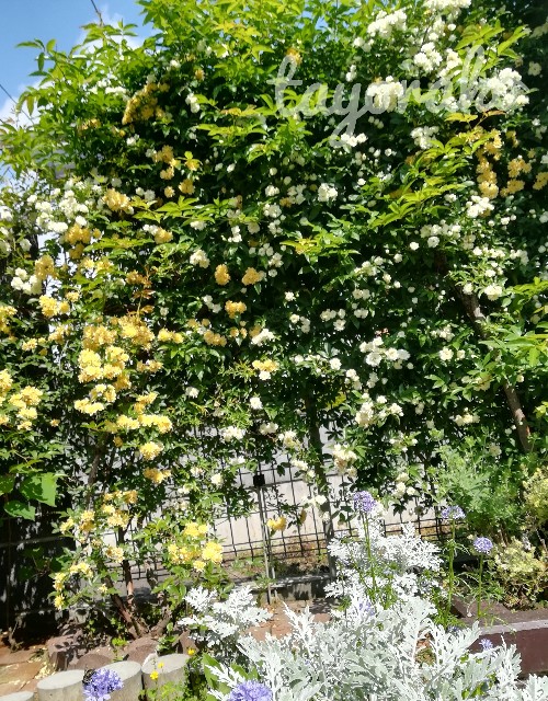 f:id:tayorako:20190525114329j:image f:id:tayorako:20190525114329j:image