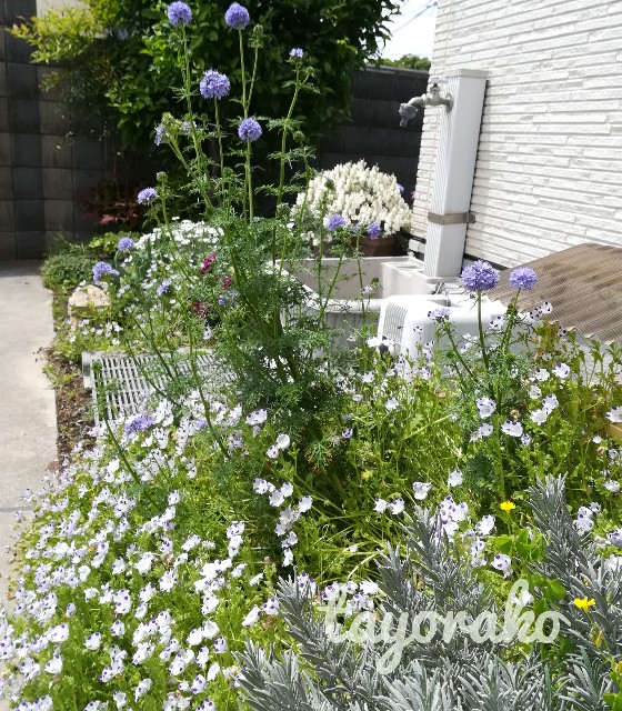 f:id:tayorako:20190525114403j:image f:id:tayorako:20190525114403j:image