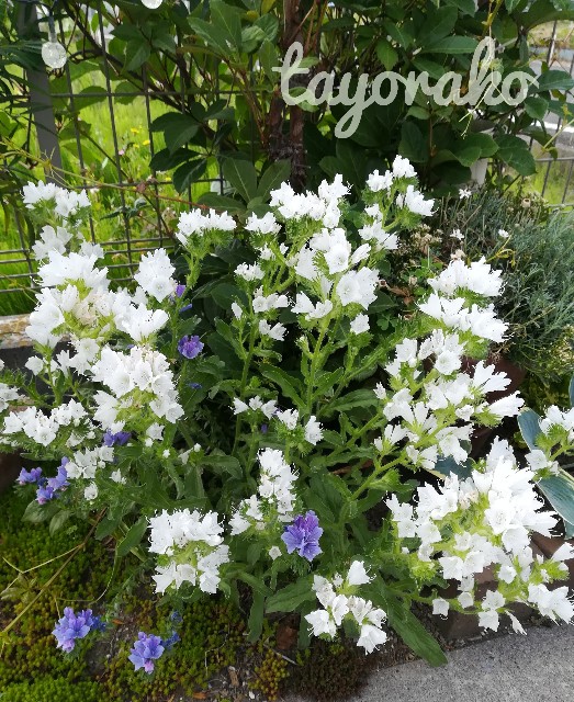 f:id:tayorako:20190525114414j:image f:id:tayorako:20190525114414j:image