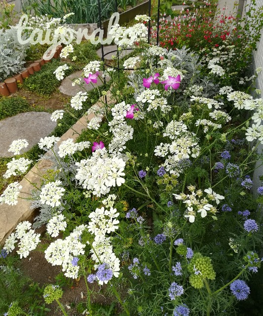f:id:tayorako:20190525114428j:image f:id:tayorako:20190525114428j:image