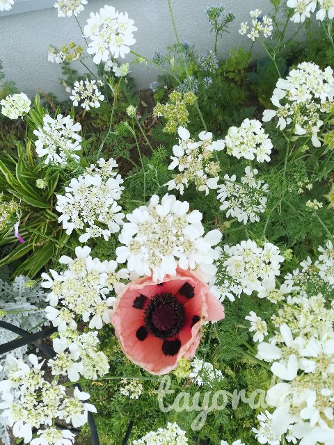 f:id:tayorako:20190525114437j:image f:id:tayorako:20190525114437j:image