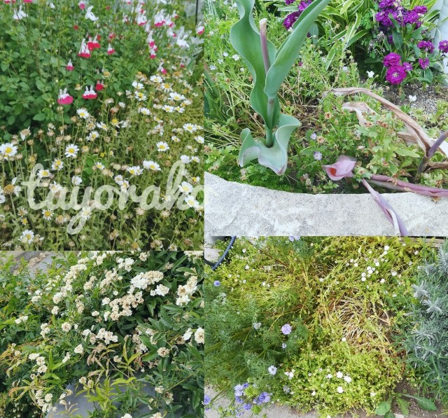 f:id:tayorako:20190525114453j:image f:id:tayorako:20190525114453j:image