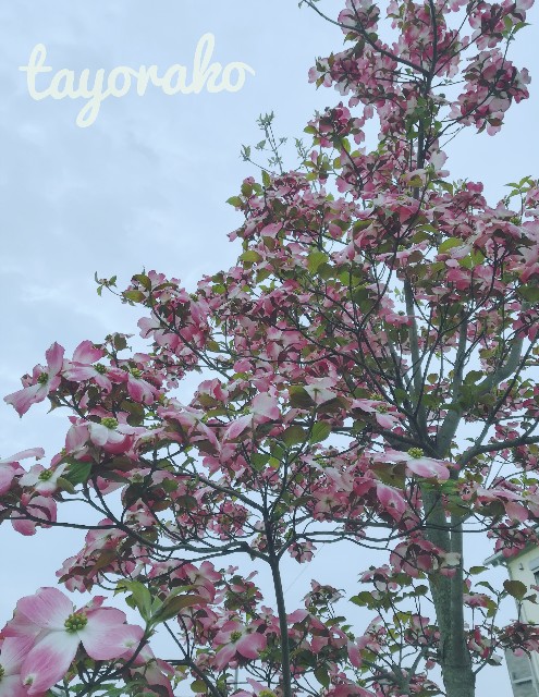f:id:tayorako:20190525114625j:image f:id:tayorako:20190525114625j:image