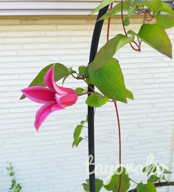 f:id:tayorako:20190526103818j:image f:id:tayorako:20190526103818j:image