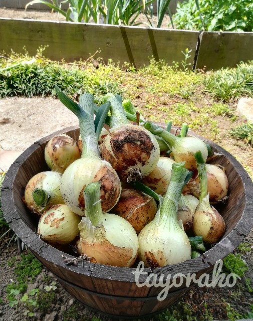 f:id:tayorako:20190601091753j:plain f:id:tayorako:20190601091753j:plain