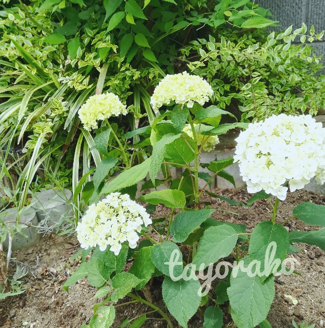 f:id:tayorako:20190606130451j:image f:id:tayorako:20190606130451j:image