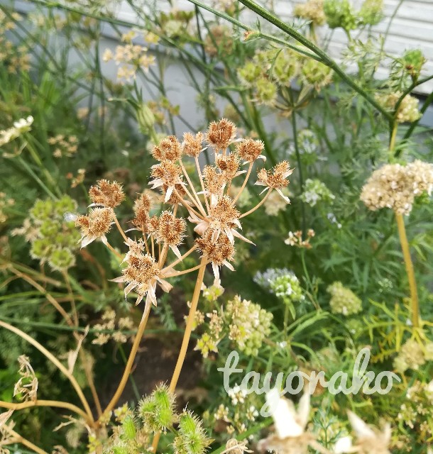 f:id:tayorako:20190606130534j:image f:id:tayorako:20190606130534j:image