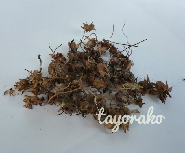 f:id:tayorako:20190606130557j:image f:id:tayorako:20190606130557j:image