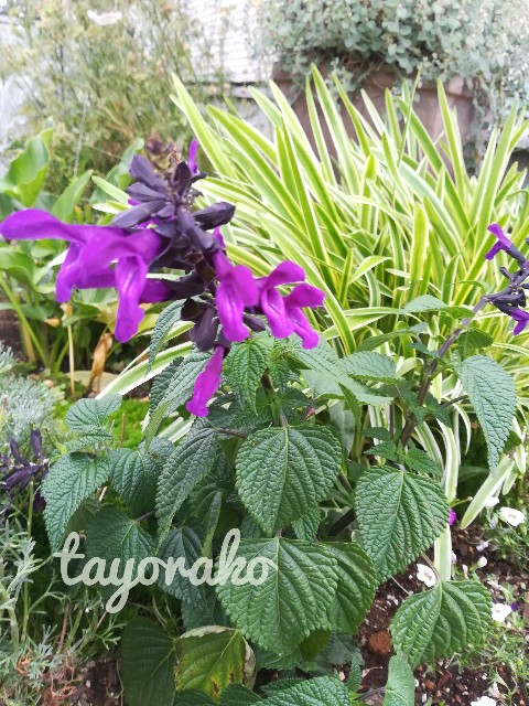 f:id:tayorako:20190607093949j:image f:id:tayorako:20190607093949j:image