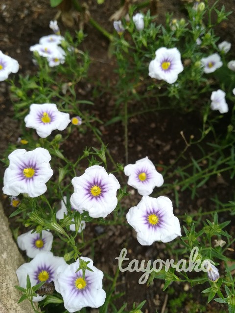 f:id:tayorako:20190607094035j:image f:id:tayorako:20190607094035j:image