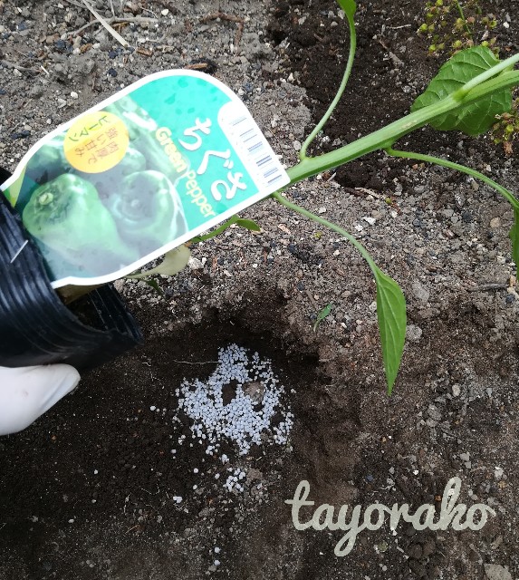 f:id:tayorako:20190618103148j:image f:id:tayorako:20190618103148j:image
