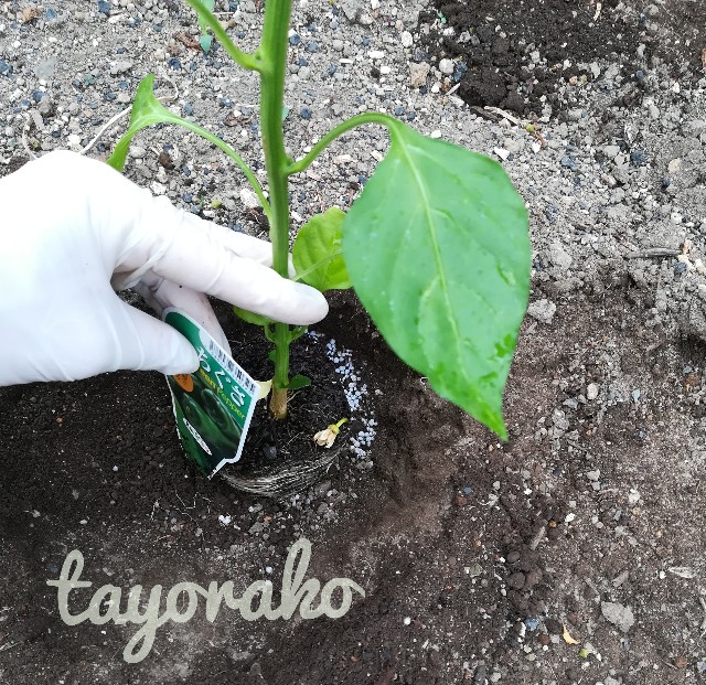 f:id:tayorako:20190618103159j:image f:id:tayorako:20190618103159j:image