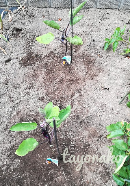 f:id:tayorako:20190618103223j:image f:id:tayorako:20190618103223j:image