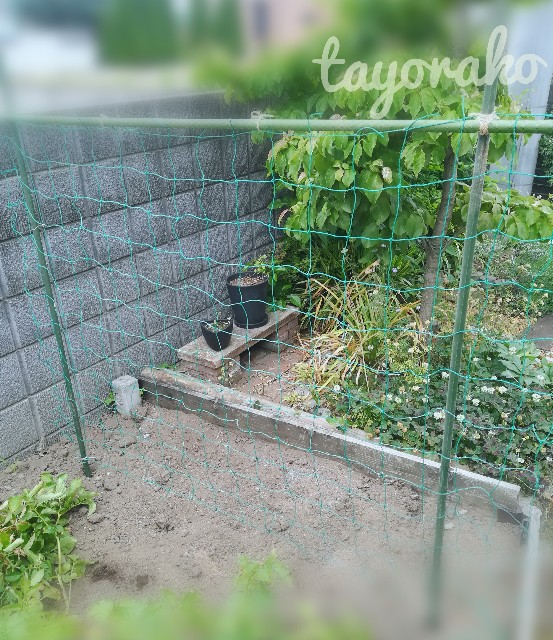 f:id:tayorako:20190618103240j:image f:id:tayorako:20190618103240j:image