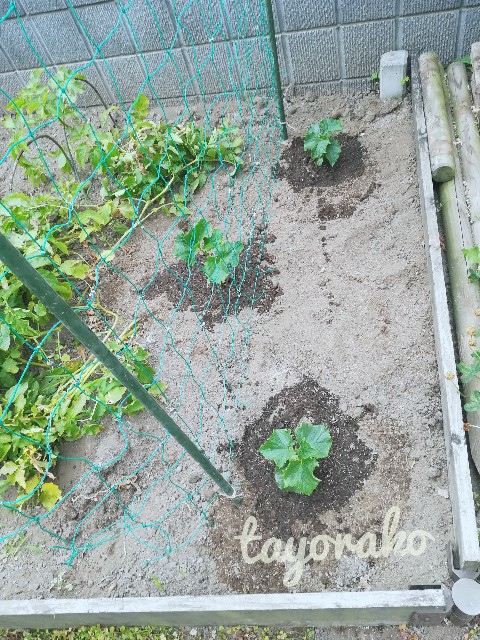 f:id:tayorako:20190618103247j:image f:id:tayorako:20190618103247j:image
