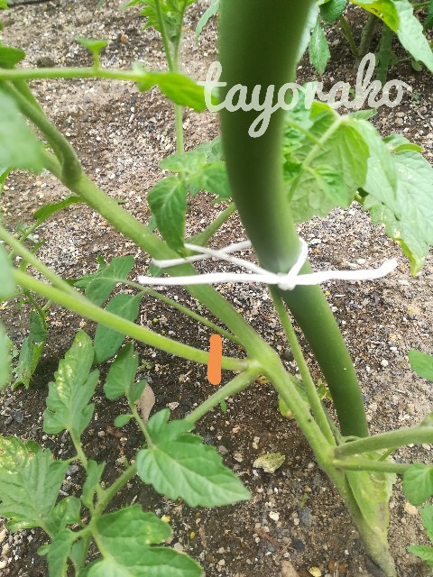 f:id:tayorako:20190618161343j:image f:id:tayorako:20190618161343j:image