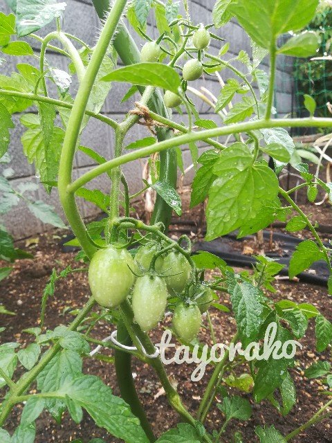 f:id:tayorako:20190618161415j:image f:id:tayorako:20190618161415j:image