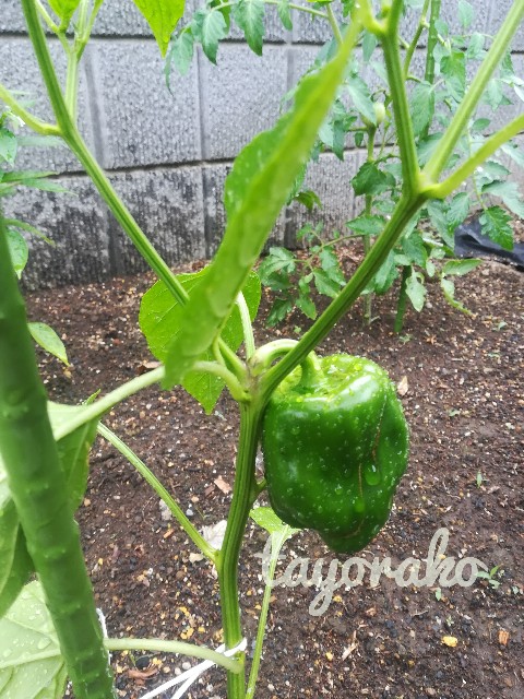 f:id:tayorako:20190618161427j:image f:id:tayorako:20190618161427j:image