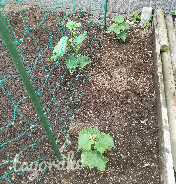 f:id:tayorako:20190618161443j:image f:id:tayorako:20190618161443j:image