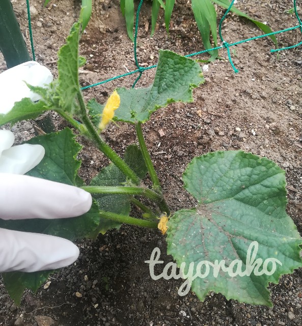 f:id:tayorako:20190618161451j:image f:id:tayorako:20190618161451j:image