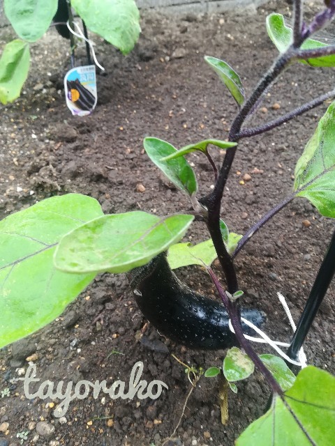 f:id:tayorako:20190618161501j:image f:id:tayorako:20190618161501j:image
