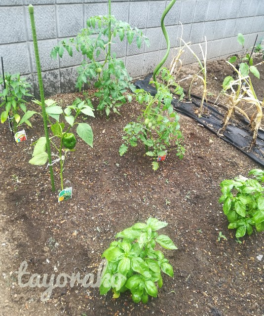 f:id:tayorako:20190618161516j:image f:id:tayorako:20190618161516j:image