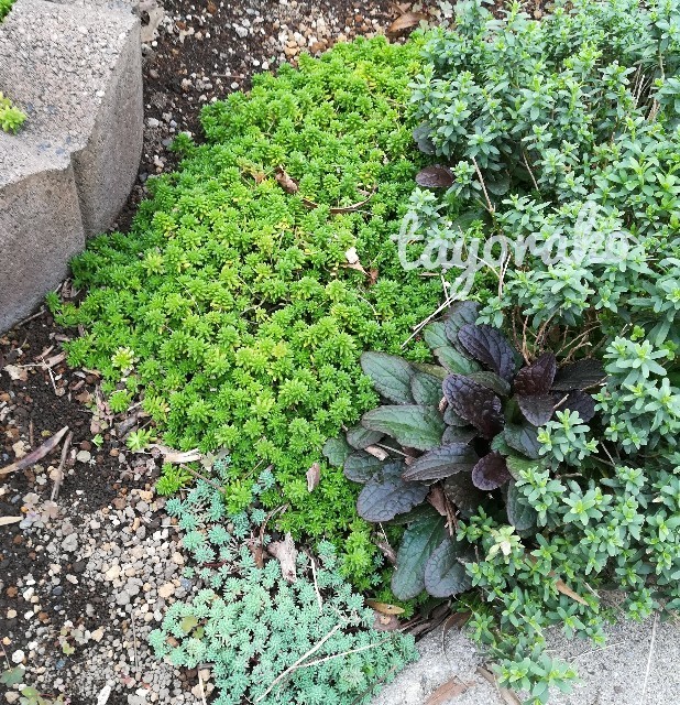 f:id:tayorako:20191019141517j:image f:id:tayorako:20191019141517j:image