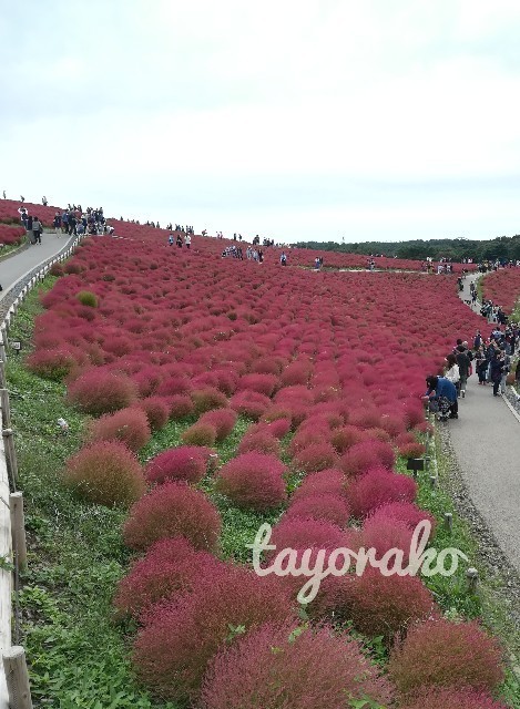 f:id:tayorako:20191021133634j:image f:id:tayorako:20191021133634j:image