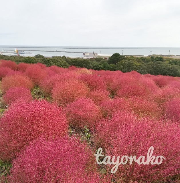 f:id:tayorako:20191021133710j:image f:id:tayorako:20191021133710j:image