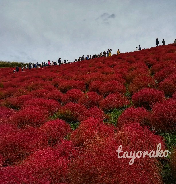 f:id:tayorako:20191021134005j:image f:id:tayorako:20191021134005j:image