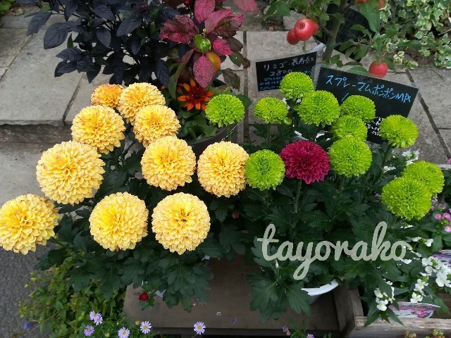 f:id:tayorako:20191022095912j:image f:id:tayorako:20191022095912j:image