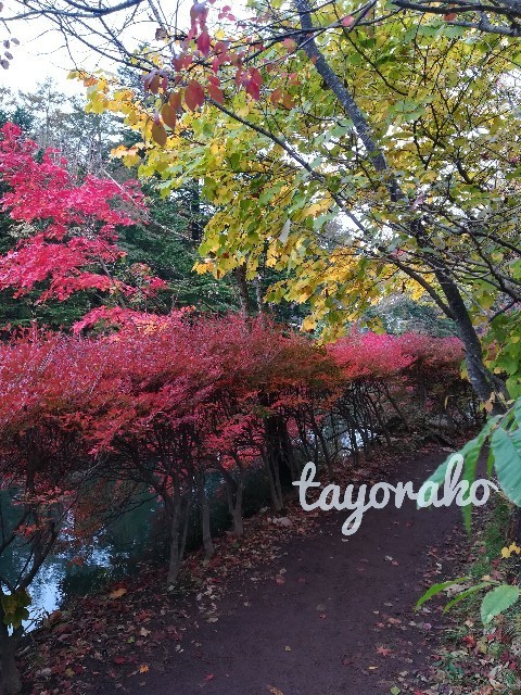 f:id:tayorako:20191027110831j:image f:id:tayorako:20191027110831j:image