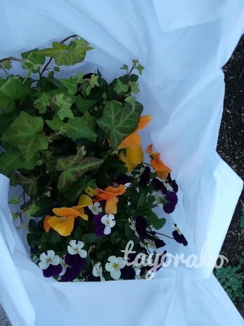 f:id:tayorako:20191125234608j:image f:id:tayorako:20191125234608j:image