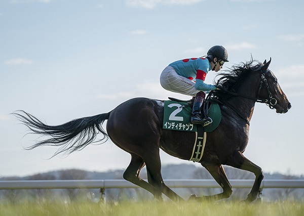 安田記念（２０１９）東京競馬場　G1　芝１６００M　予想　穴党