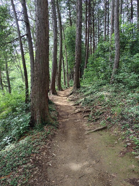 f:id:tayutao:20240623134705j:image