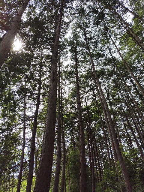 f:id:tayutao:20240623134759j:image
