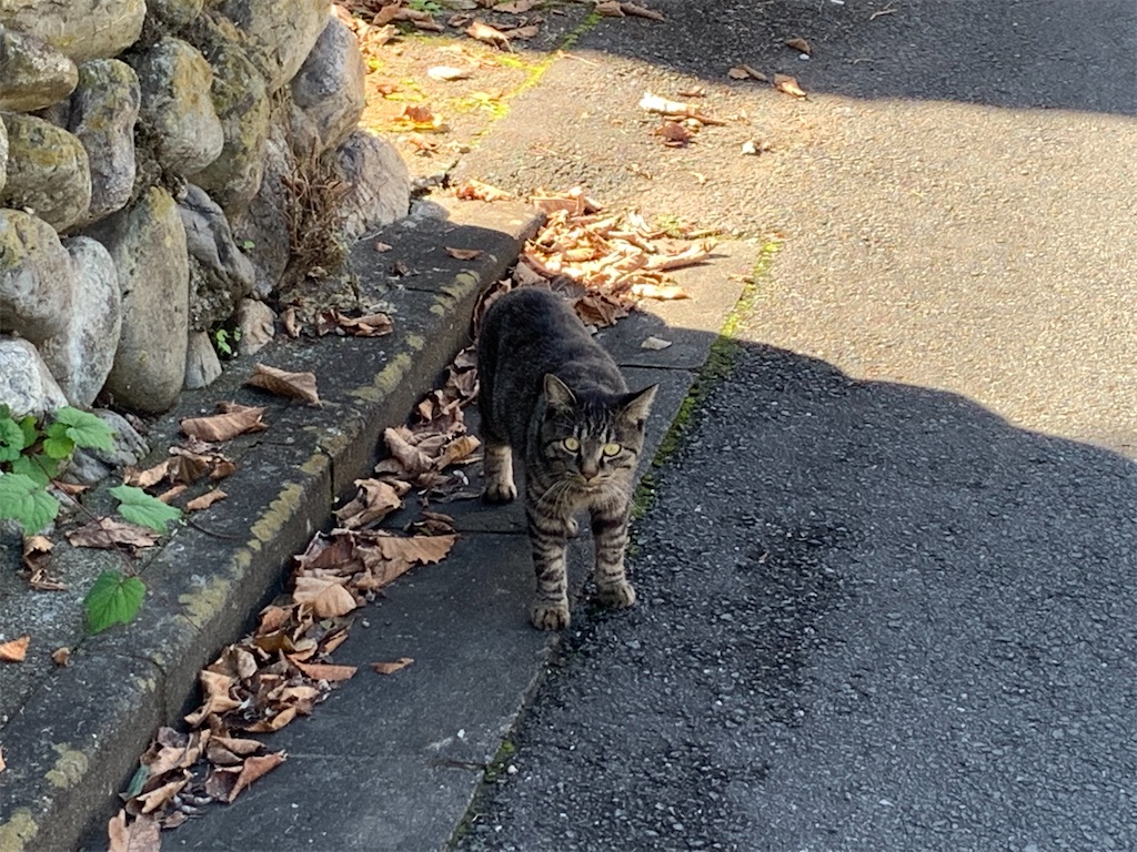 f:id:tb_ayamiya:20201120141632j:image