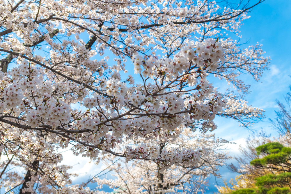 f:id:tboffice:20180407153806j:plain f:id:tboffice:20180407153806j:plain