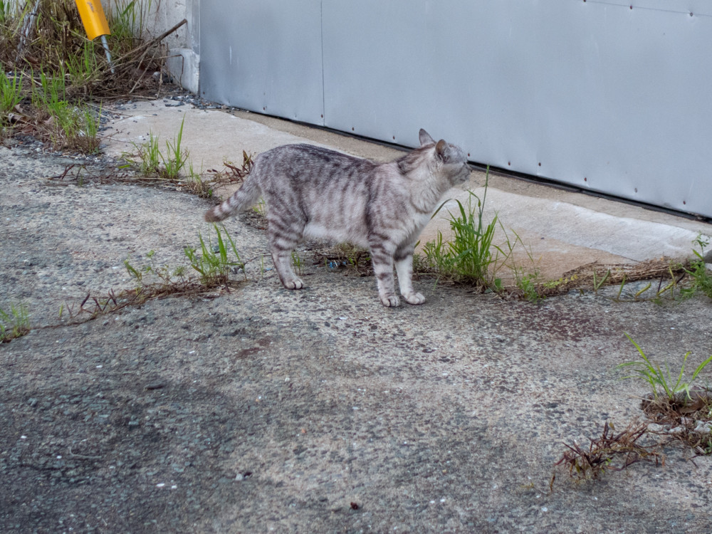 f:id:tboffice:20180513185059j:plain f:id:tboffice:20180513185059j:plain