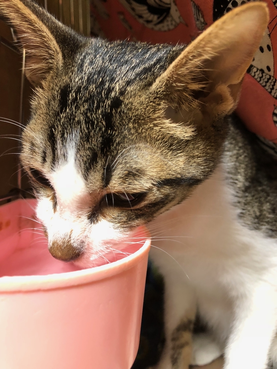 東京キャットガーディアンで死亡した猫たちの悲しい末路 Npo法人東京キャットガーディアン告発サイト
