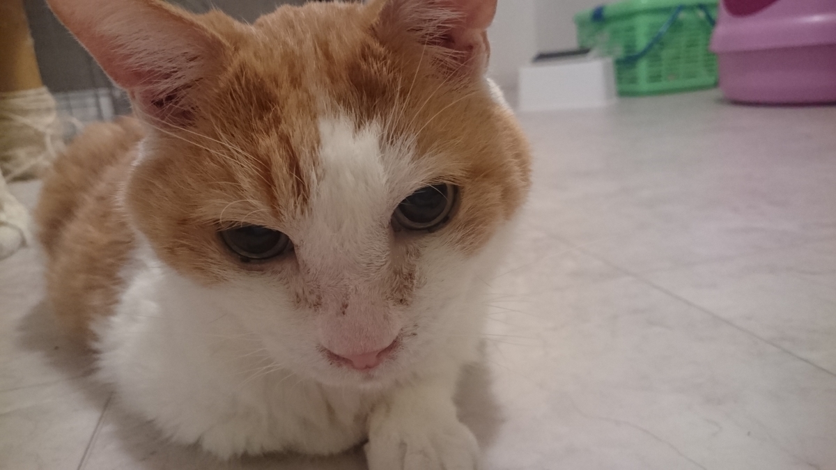 f:id:tcgneko:20190606145613j:plain f:id:tcgneko:20190606145613j:plain