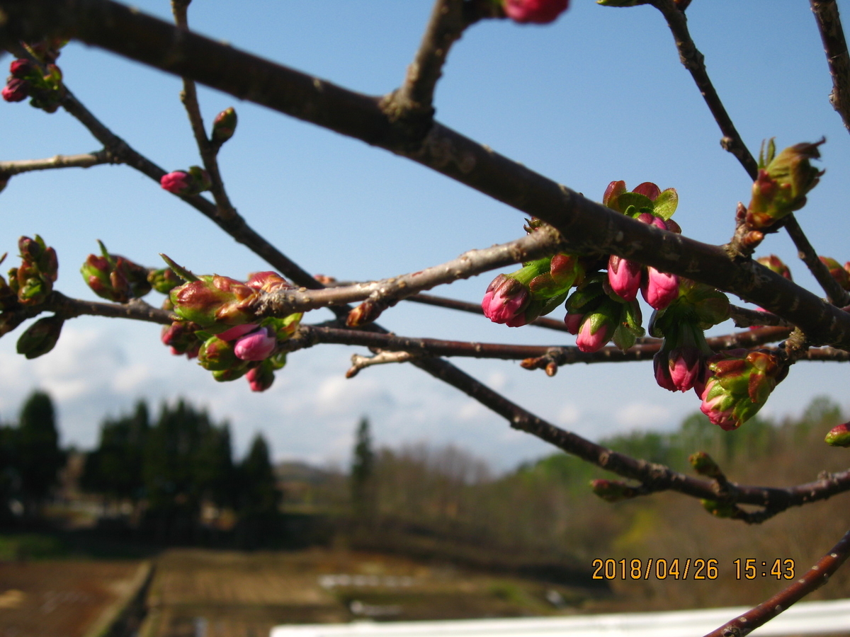 f:id:tchibineko:20180426154306j:plain f:id:tchibineko:20180426154306j:plain