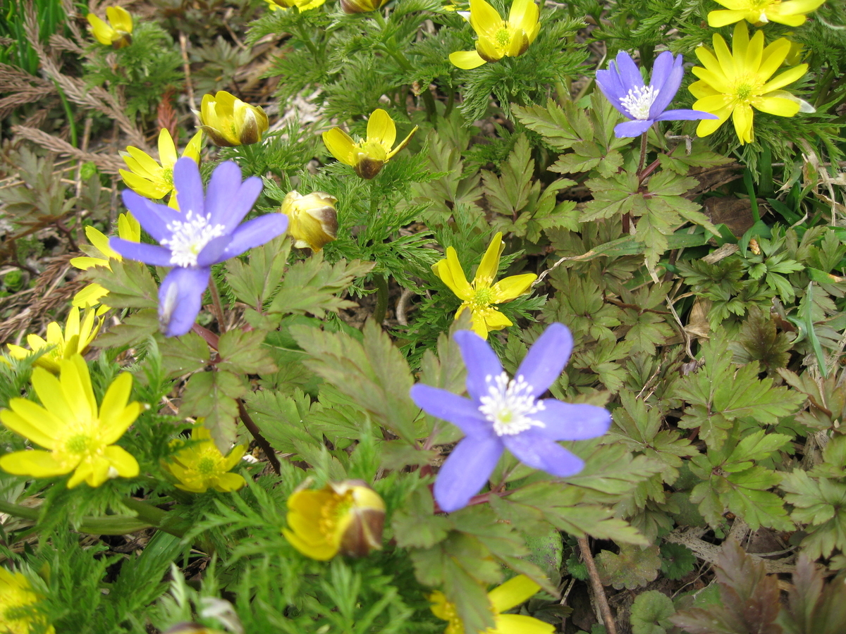 f:id:tchibineko:20190323223618j:plain f:id:tchibineko:20190323223618j:plain