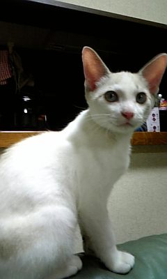f:id:tchibineko:20190323231132j:plain f:id:tchibineko:20190323231132j:plain
